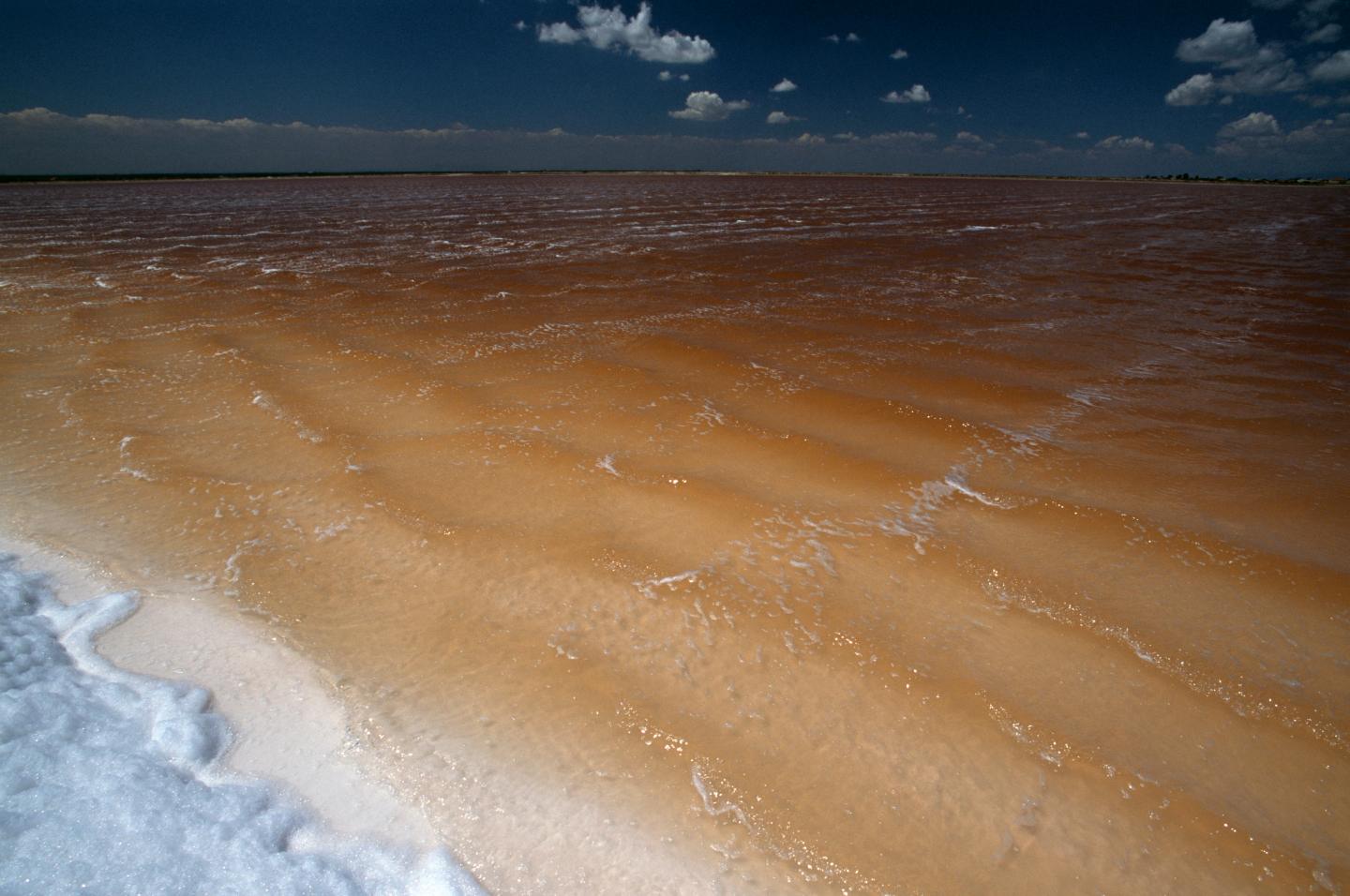 Foam created by strong wind at edges of salt ponds seen at dawn, Saltpans of Margherita di Savoia state naturalistic reserve, Apulia, Italy