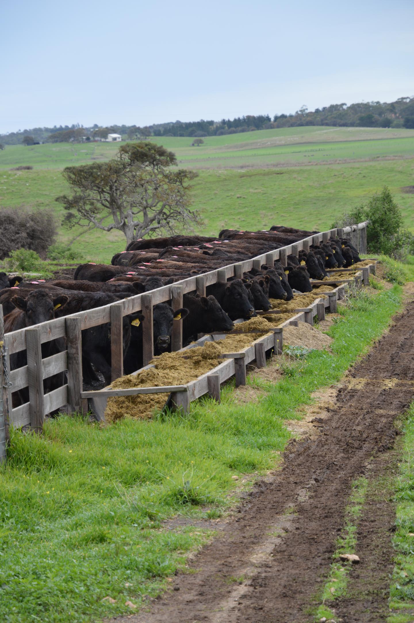This Farm Is Betting Big on Chocolate-Eating Cows