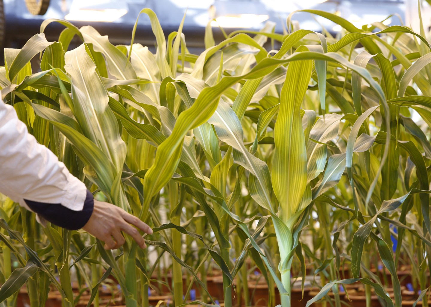 A researcher checks on corn plants in a green house cultivating natural corn and genetically modified corn in Syngenta Biotech Center in Beijing