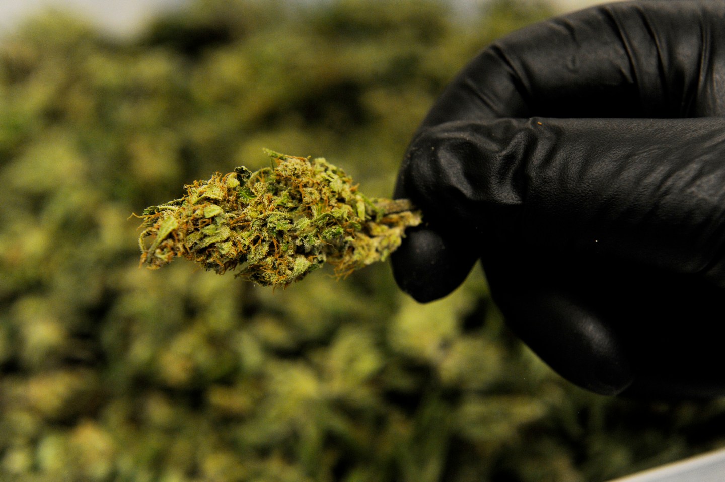 An employee displays trimmed bud from a High CBD hemp strain at Ambary Gardens in Colorado.