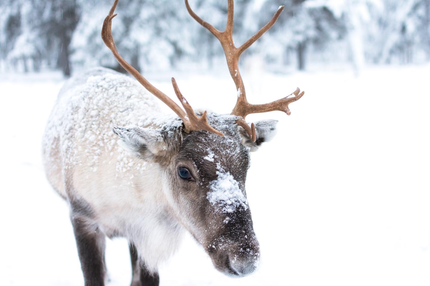 Baby Reindeer