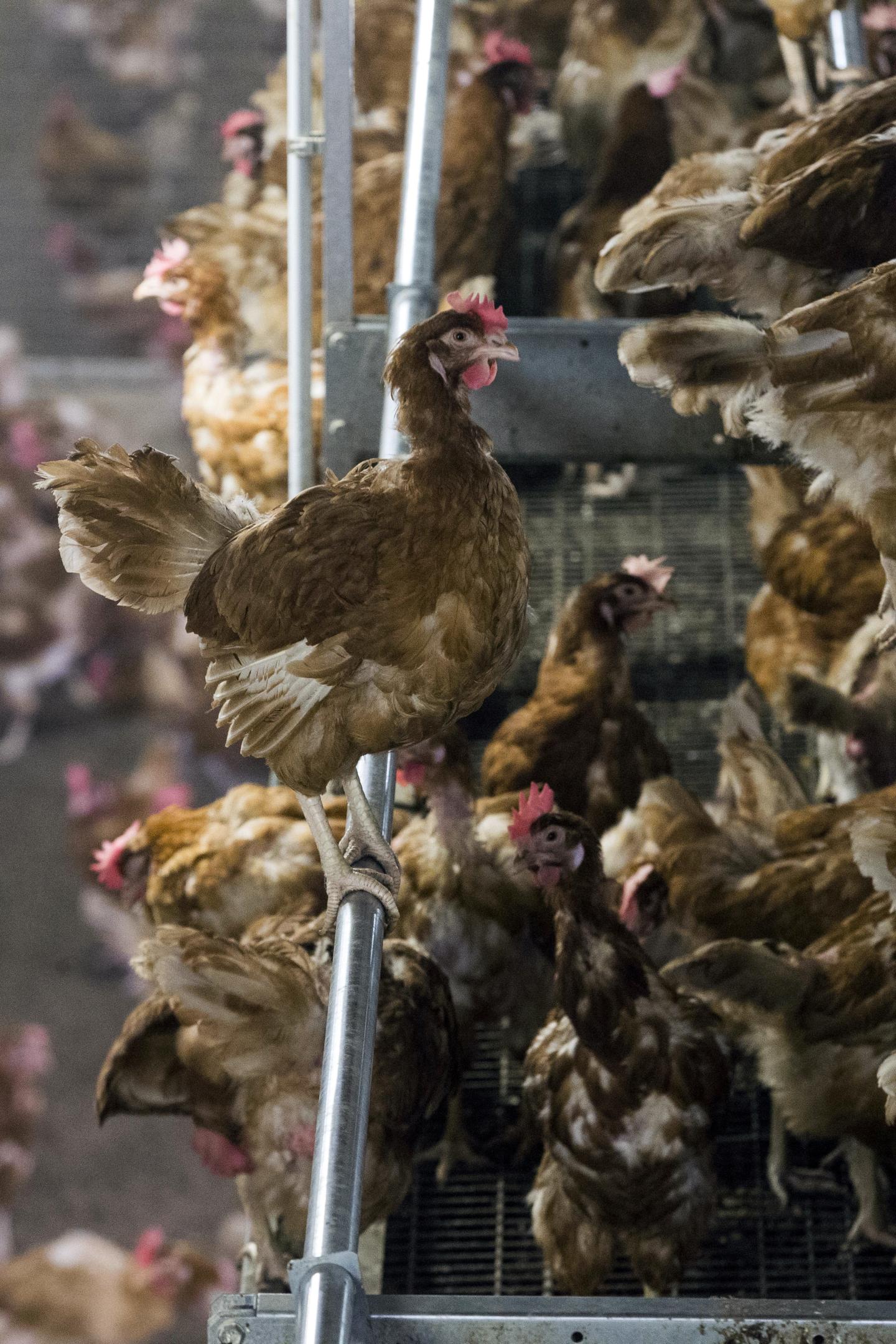 NETHERLANDS-ANIMALS-AGRICULTURE-HEALTH-BIRD-FLU