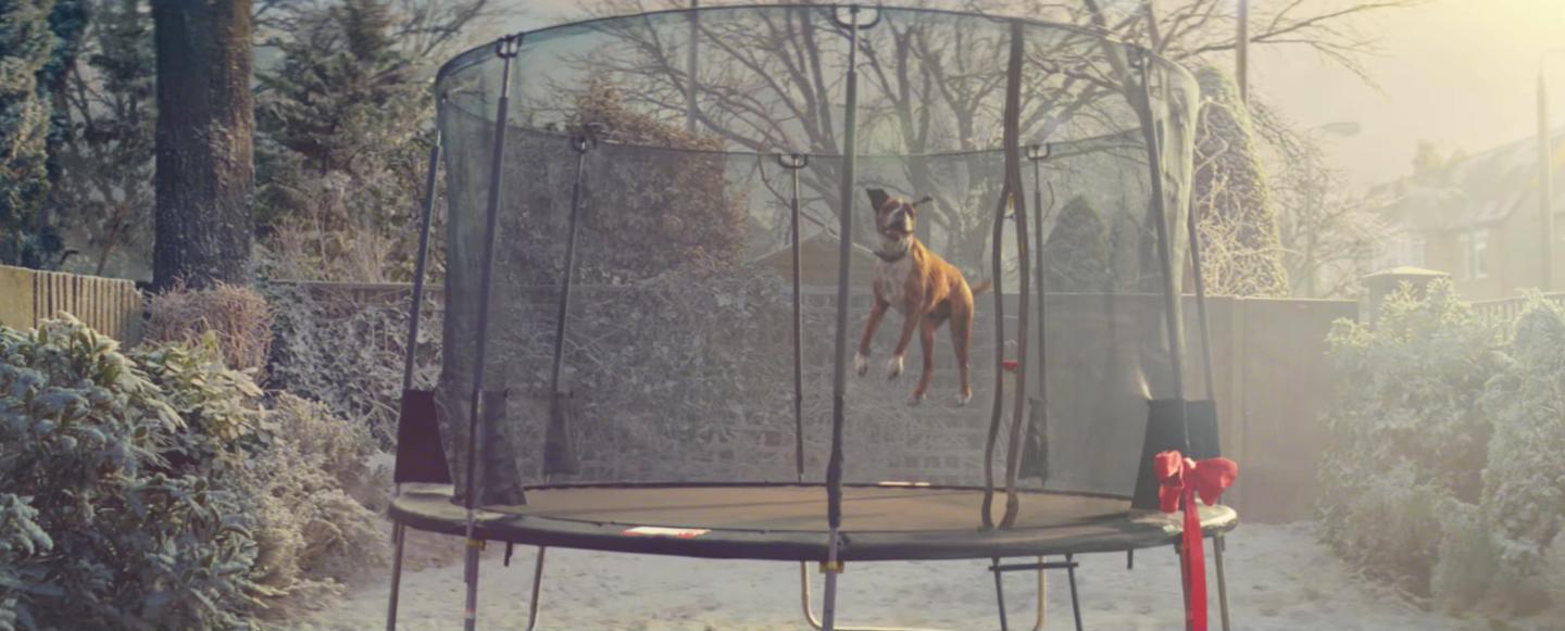 The Internet Loves This Ad of a Dog on a Trampoline as a Post-Election Distraction