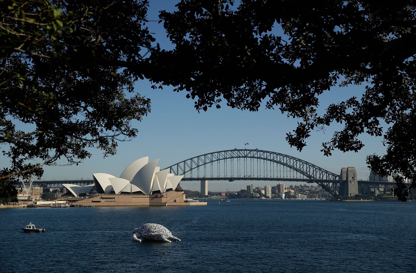 Gigantic Sea Turtle Sculpture Floats Past Sydney Harbour Bridge and Sydney Opera House