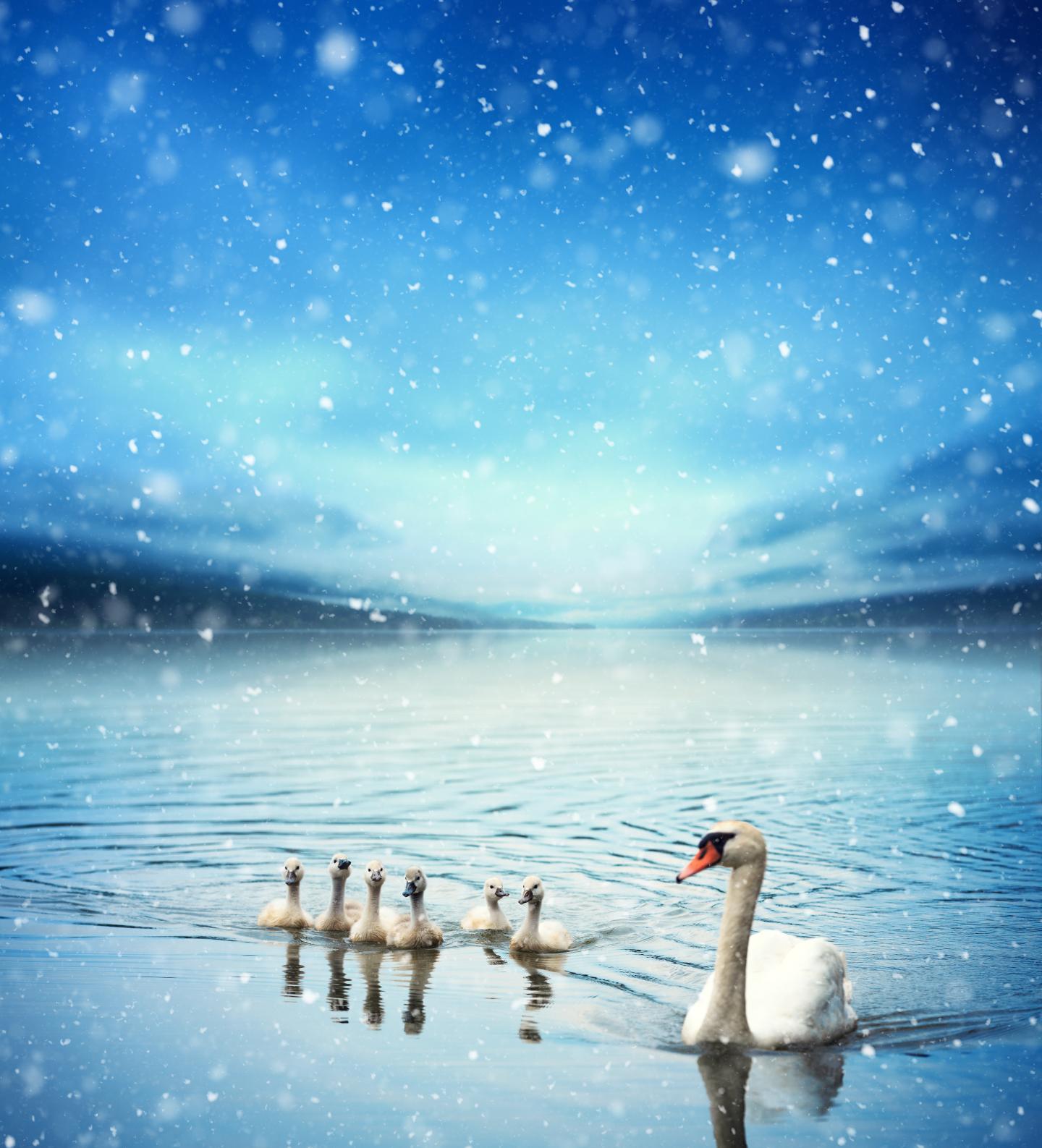 Swan Family