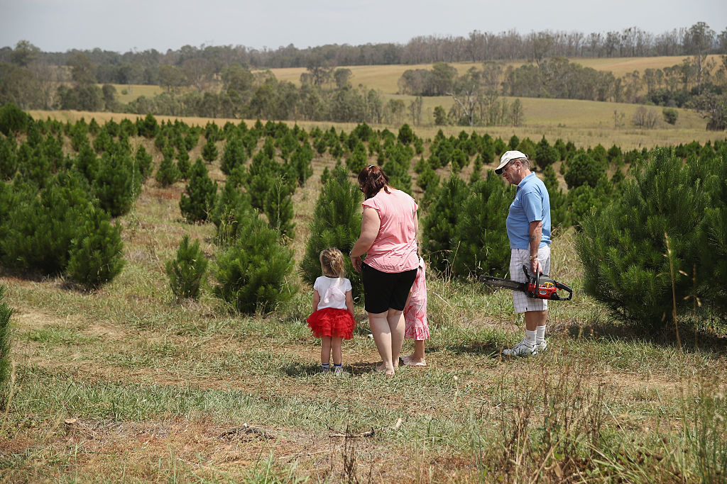 Sydneysiders Prepare For Holidays With Visit To Christmas Tree Farm