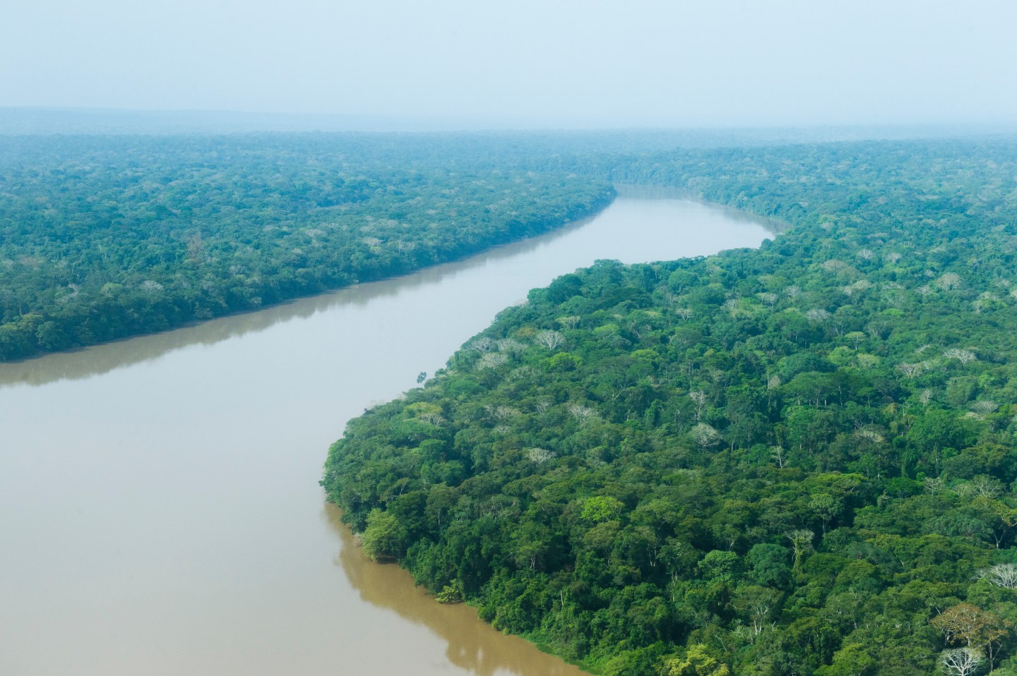 Rainforest around Sangha-River