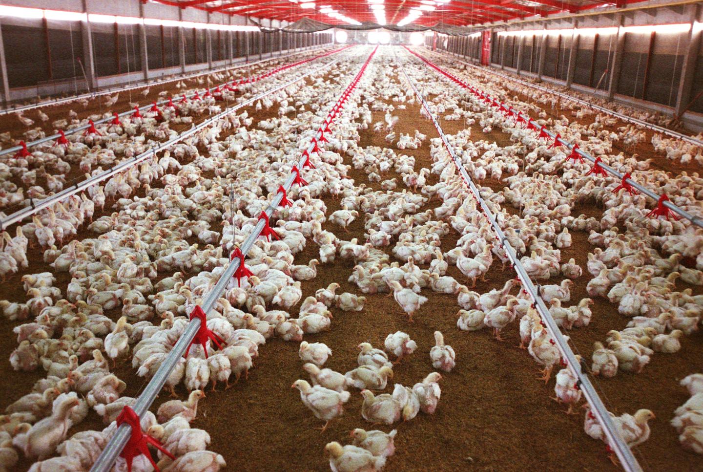 Chickens in various stages of breeding at a large broiler