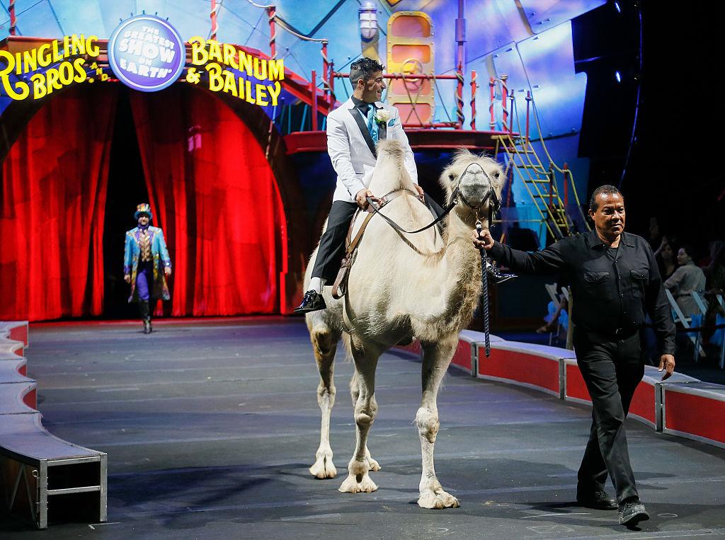 "Love Is In The Air" An XTREME High Wire Wedding At Ringling Bros. And Barnum &amp; Bailey