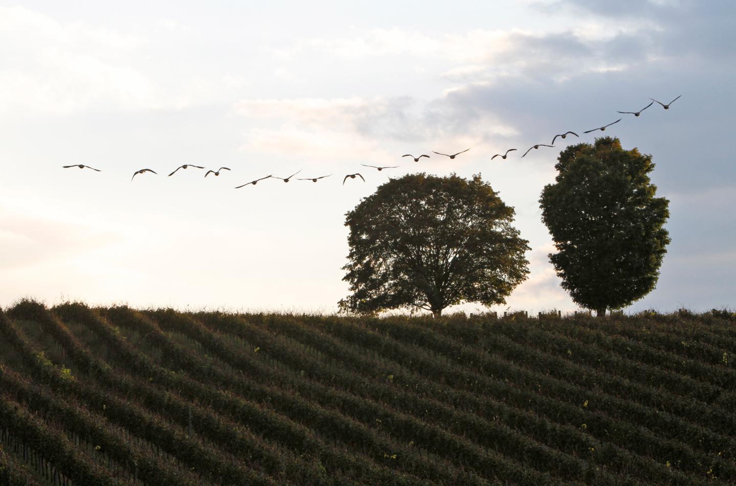 Trump Winery