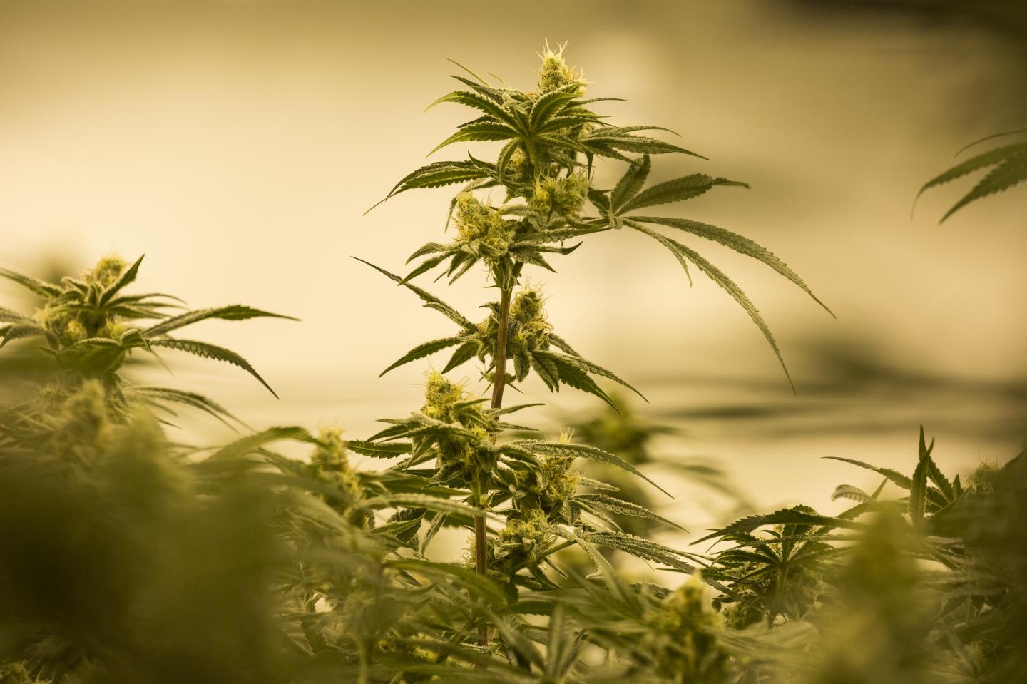 Plunging Pot Prices Have Legal Growers Scrambling To Lower Costs