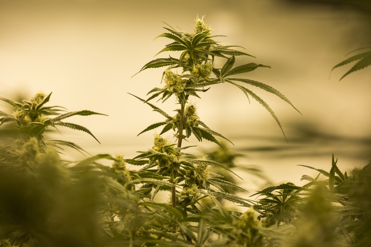 Plunging Pot Prices Have Legal Growers Scrambling To Lower Costs