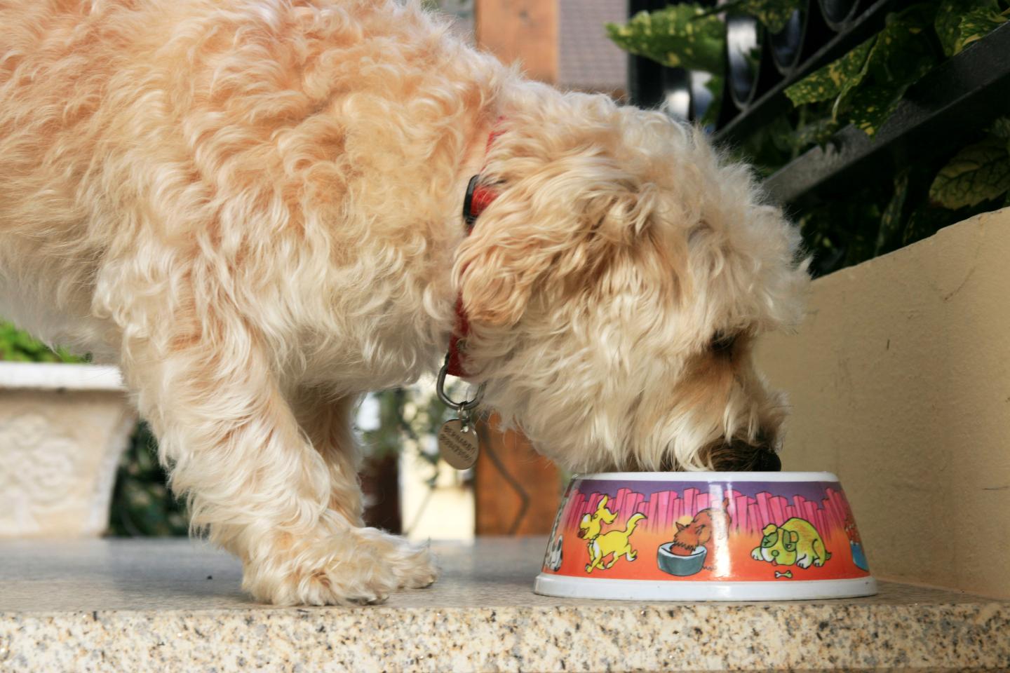 Domestic Dog