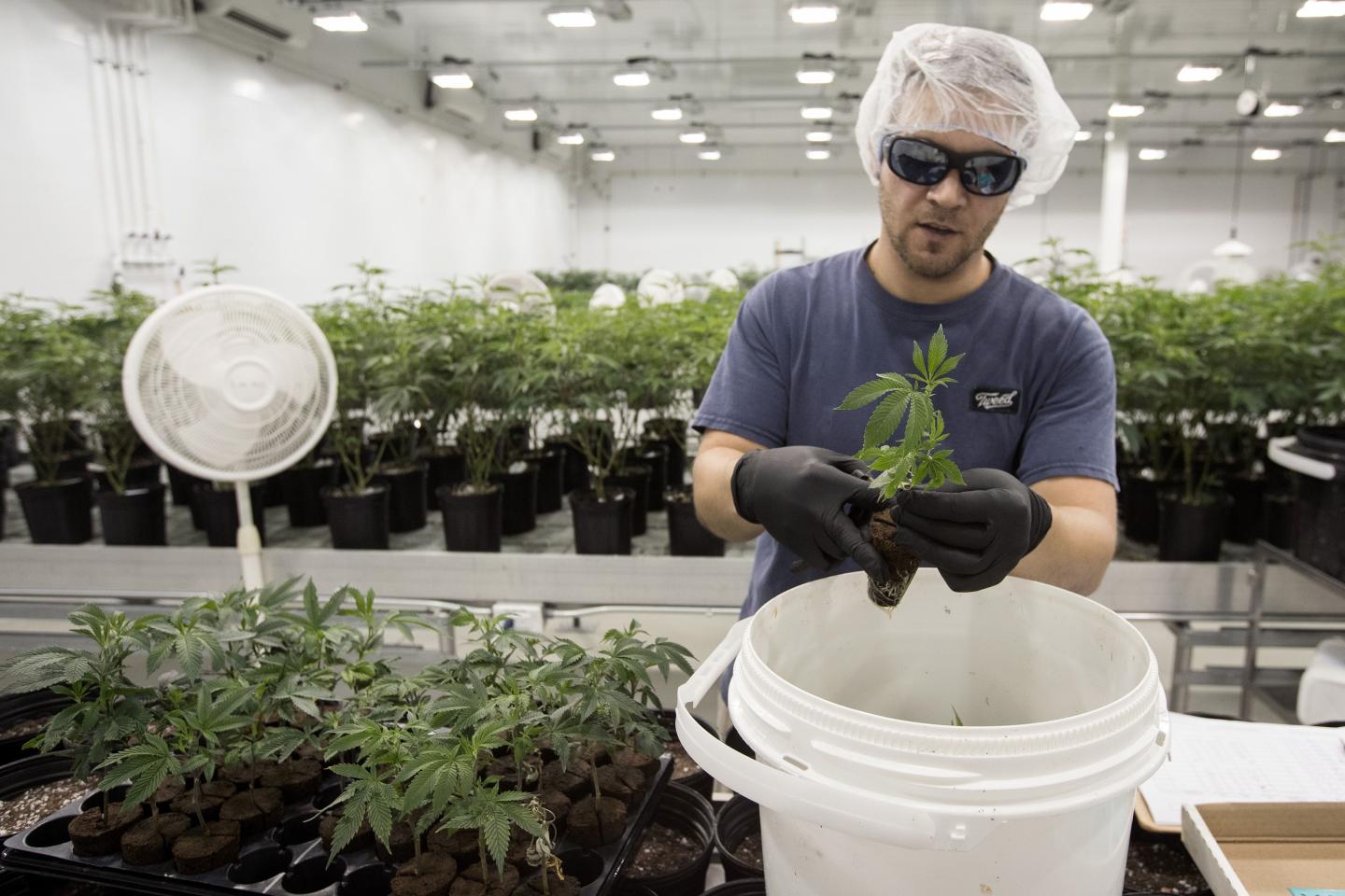 CANADA-HEALTH-MARIJUANA