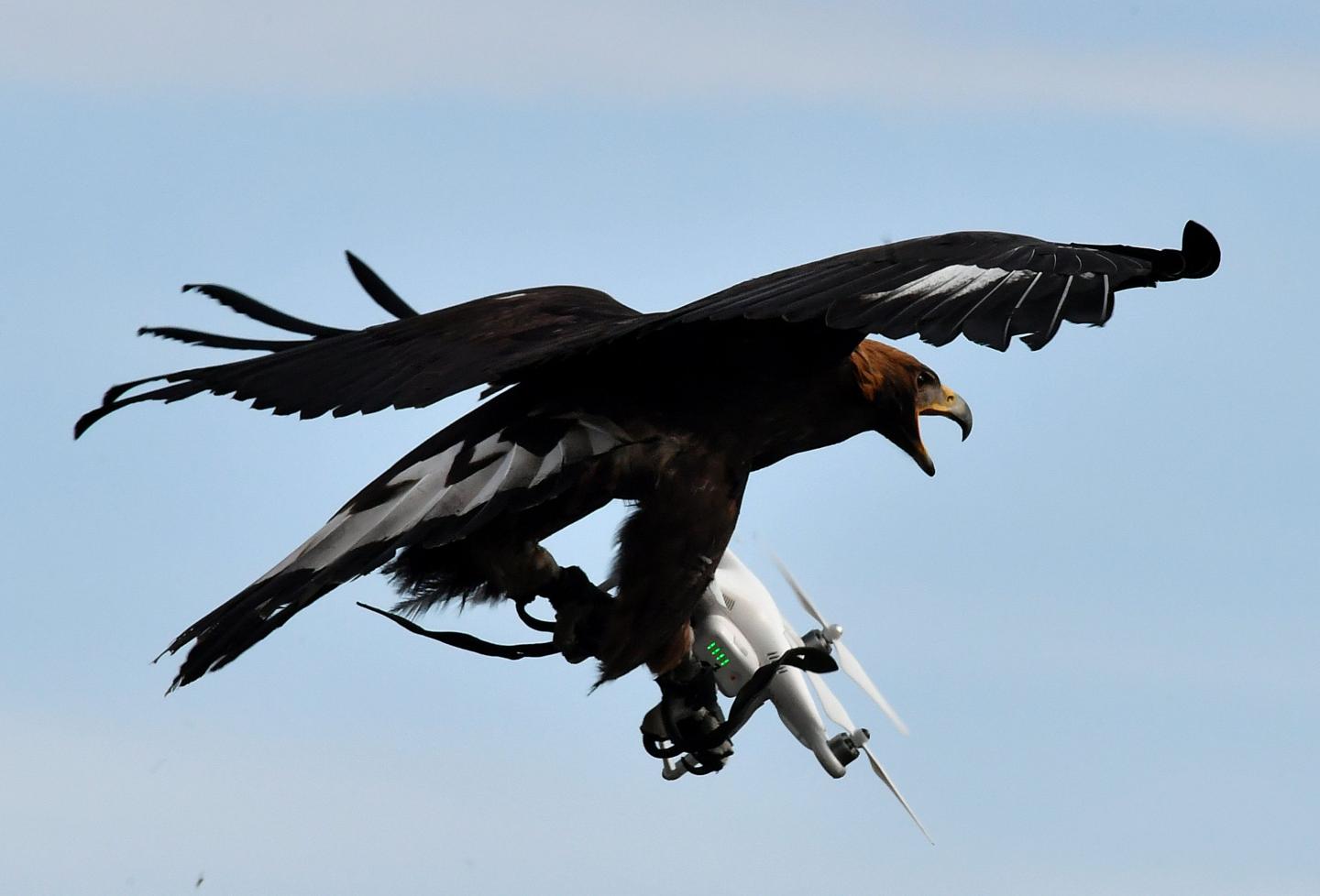 FRANCE-Drones-eagles