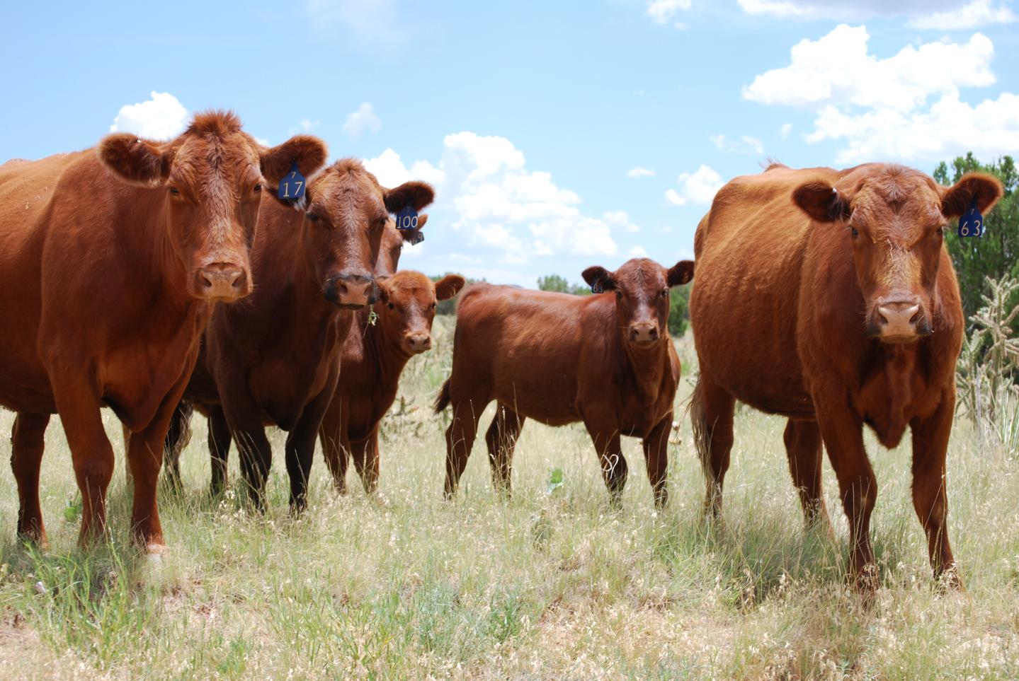 McDonald’s Is Exploring a New Menu Item: Sustainable Beef