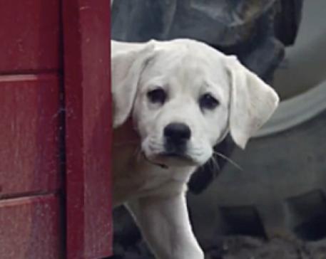 Finally! Canada Will See ‘Real’ Super Bowl Ads