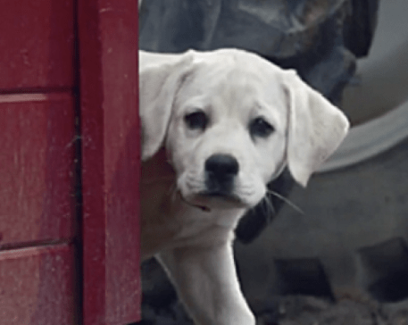 Finally! Canada Will See ‘Real’ Super Bowl Ads