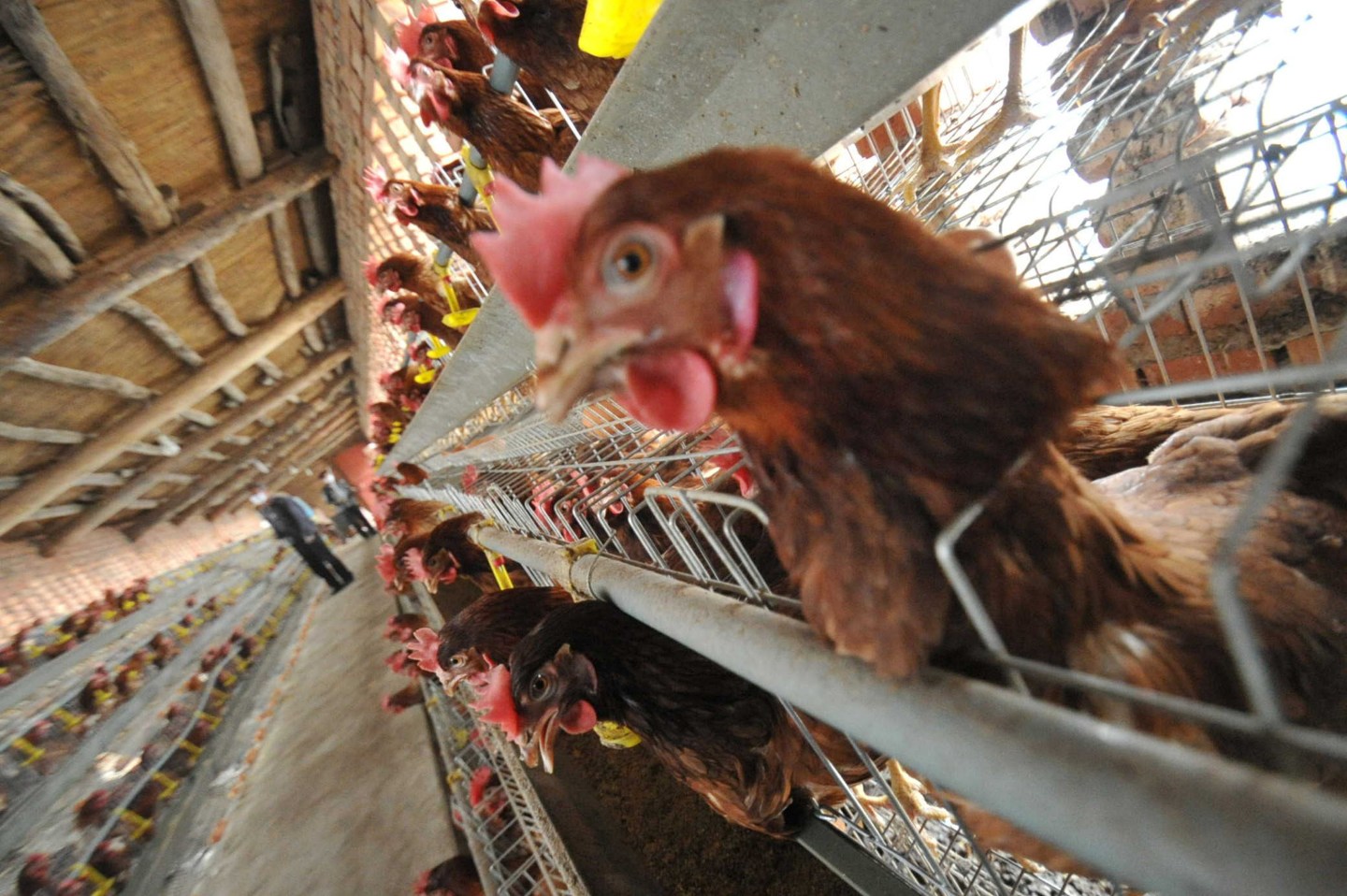 87 H7N9 Bird Flu Cases Confirmed In China