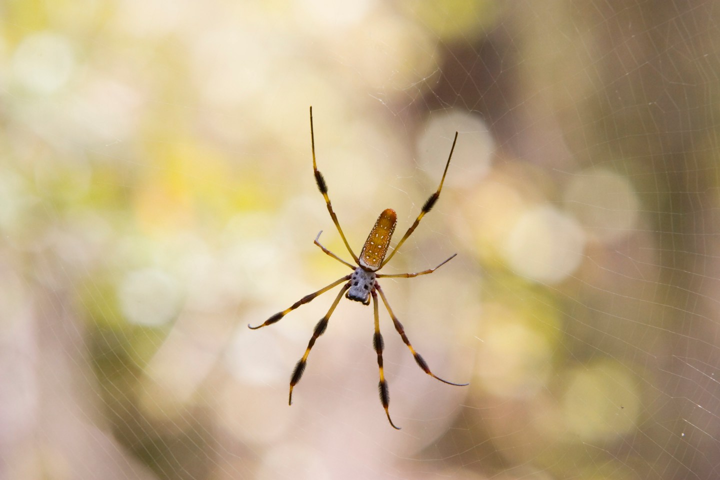 Golden Silk Spider on Her Web