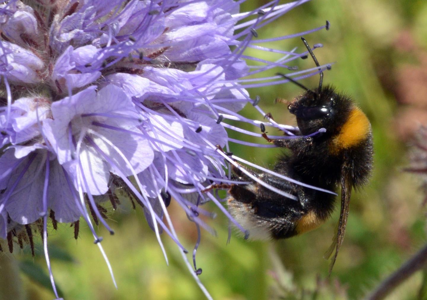 FRANCE-ENVIRONMENT-BUMBLEBEE
