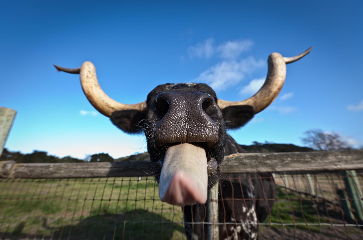 Cow Tongue