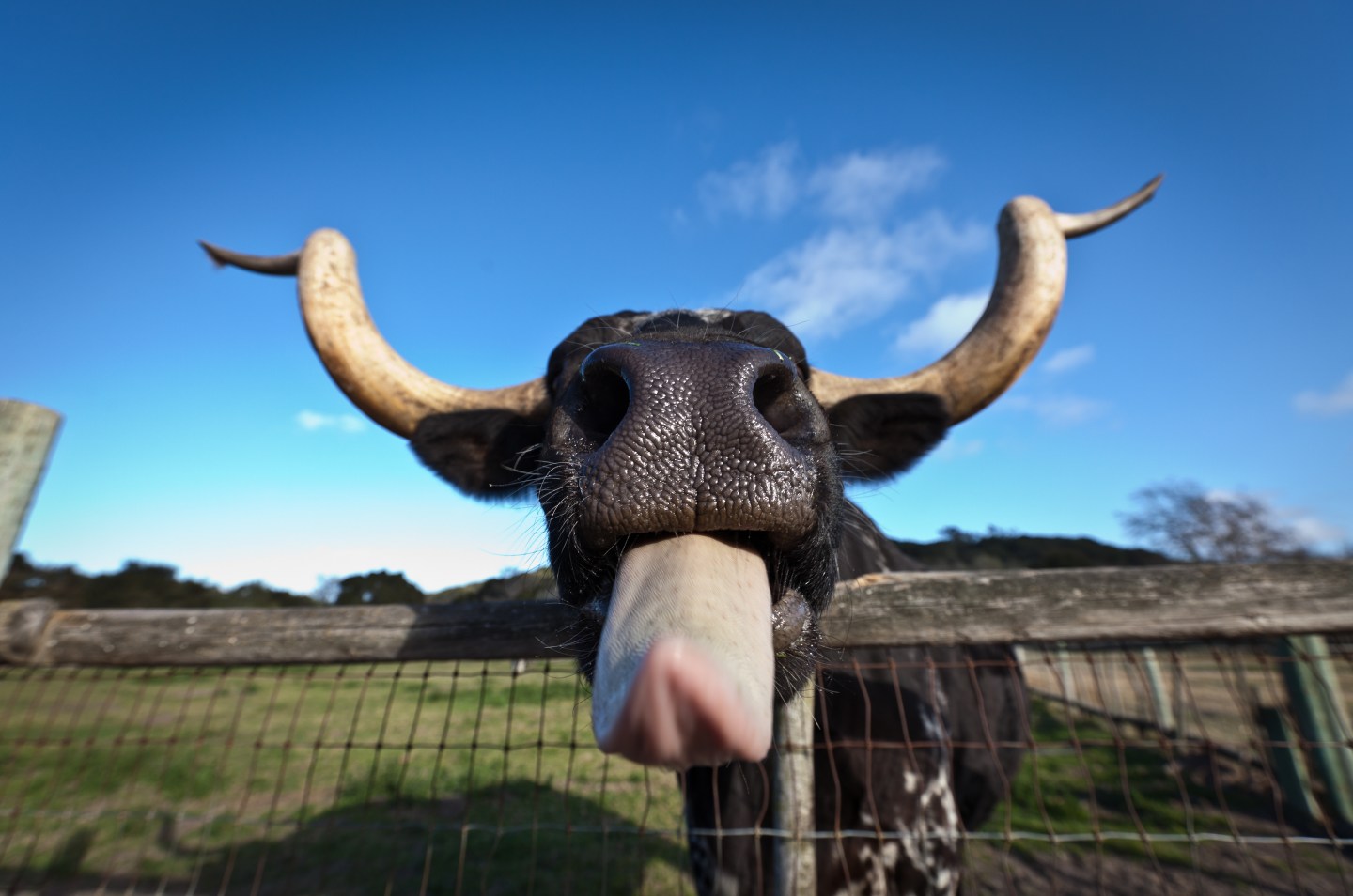 Cow Tongue