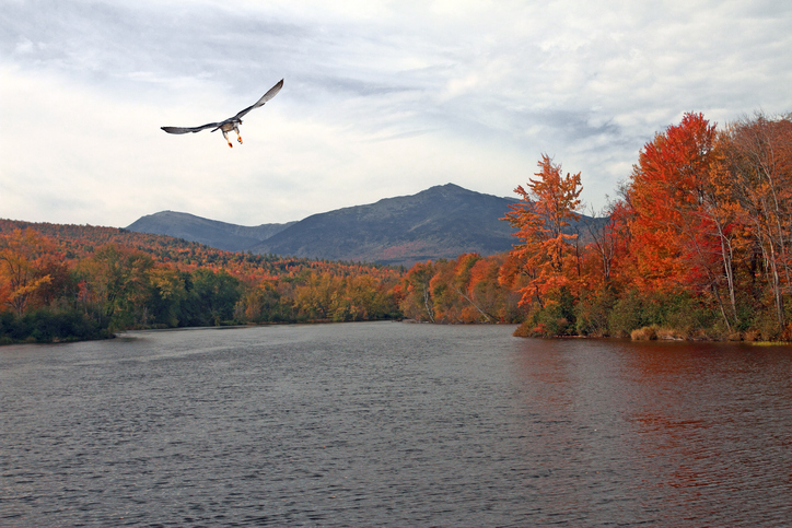 Falcon flying up river