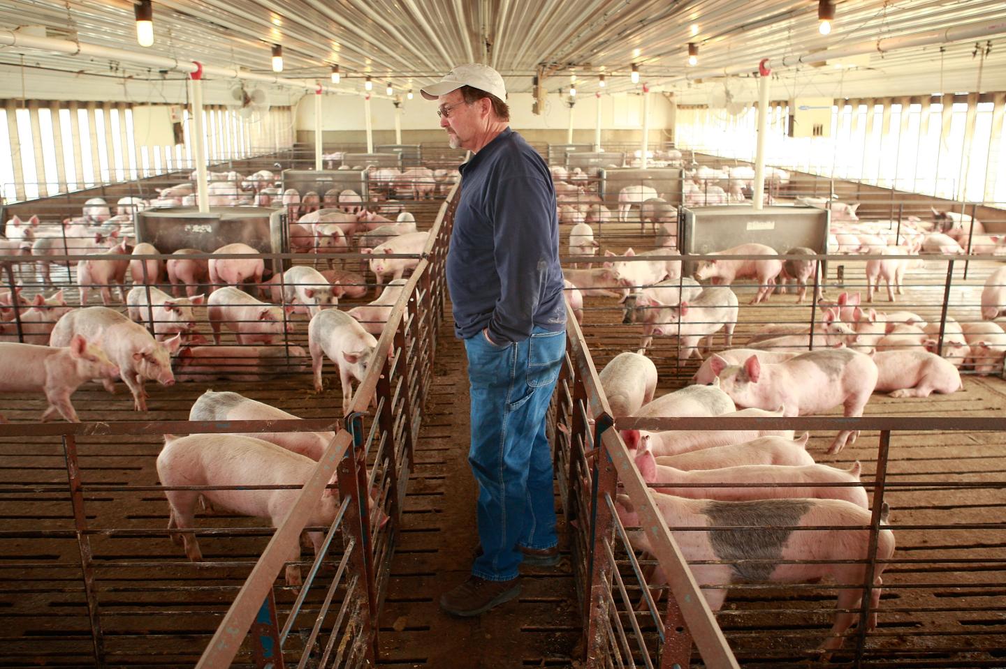 Misconceptions Surrounding Eating Pork And The Swine Flu Lower Hog Prices