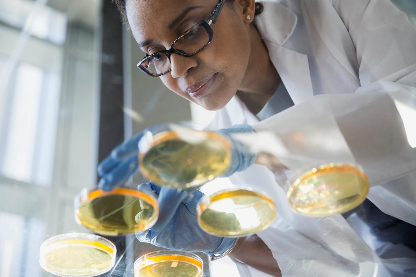 Focused scientist examining petri dishes