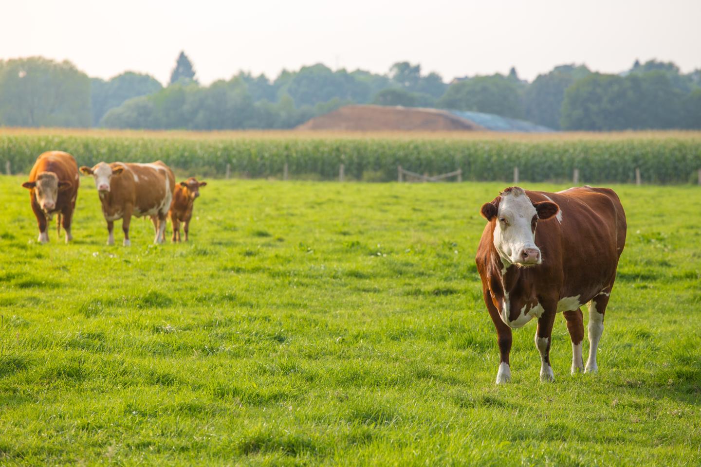 Cow herd