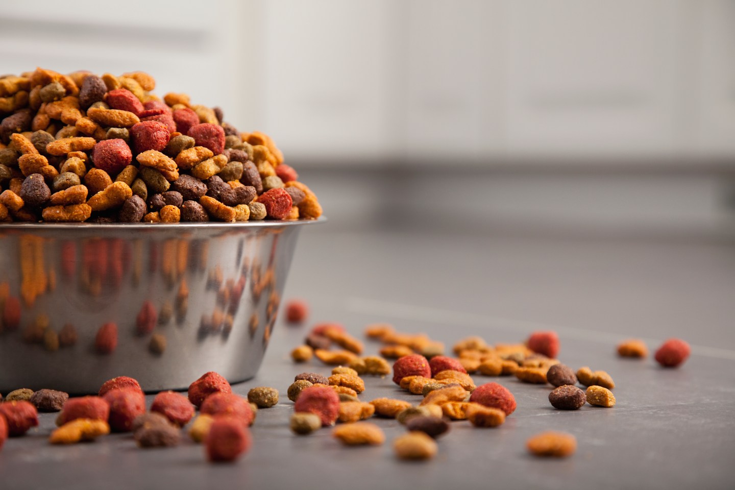USA, Illinois, Metamora, Close-up of bowl full of dog food