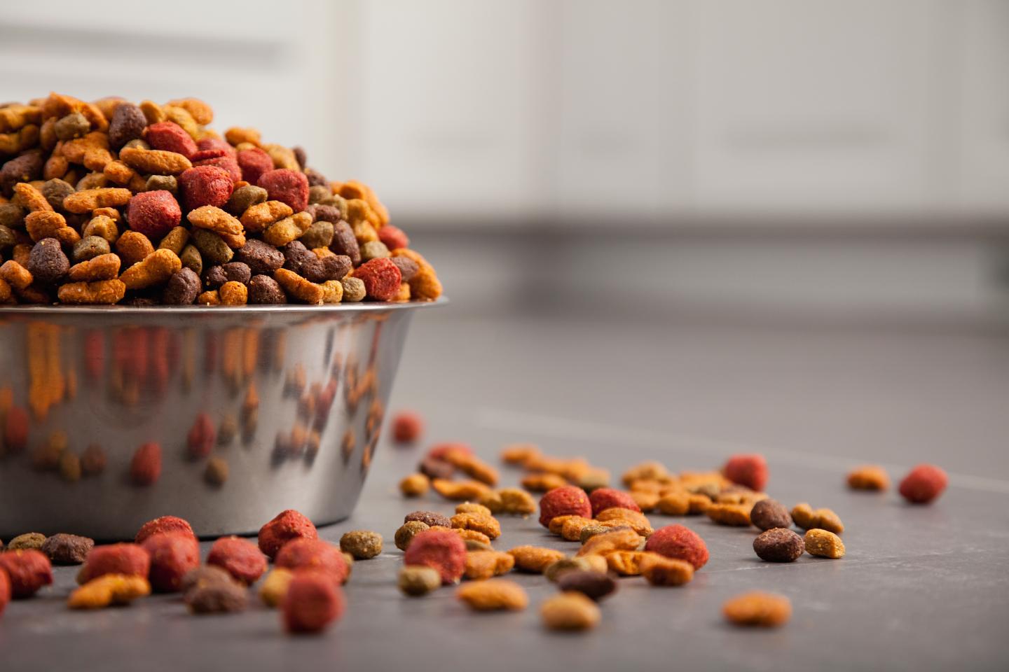 USA, Illinois, Metamora, Close-up of bowl full of dog food