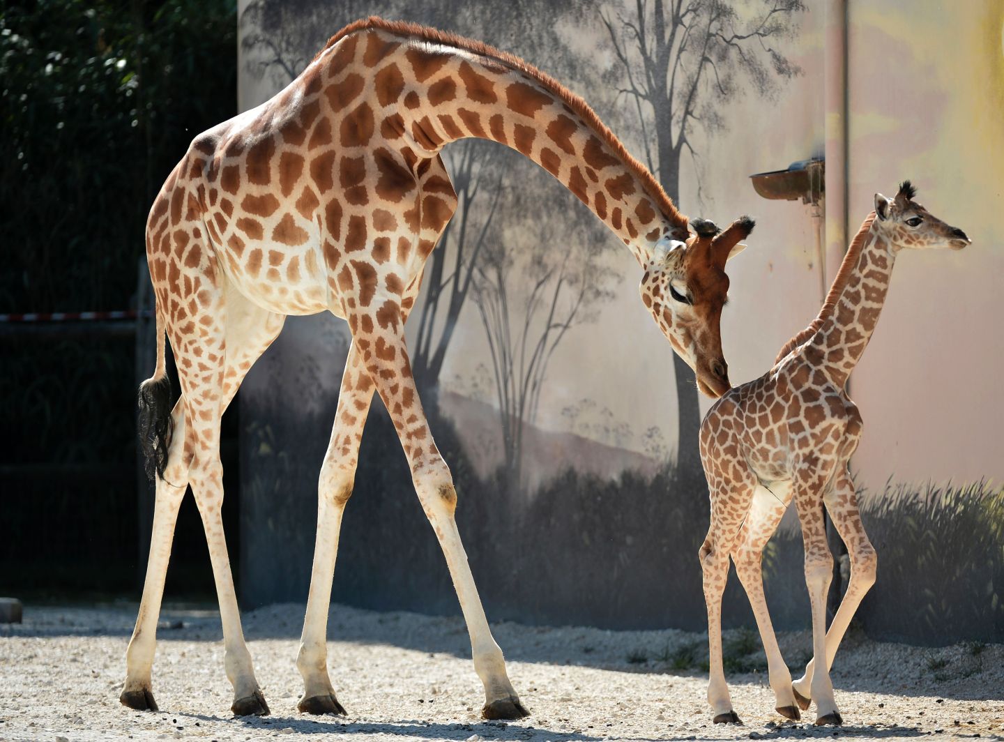 FRANCE-ANIMALS-ZOO-GIRAFFE