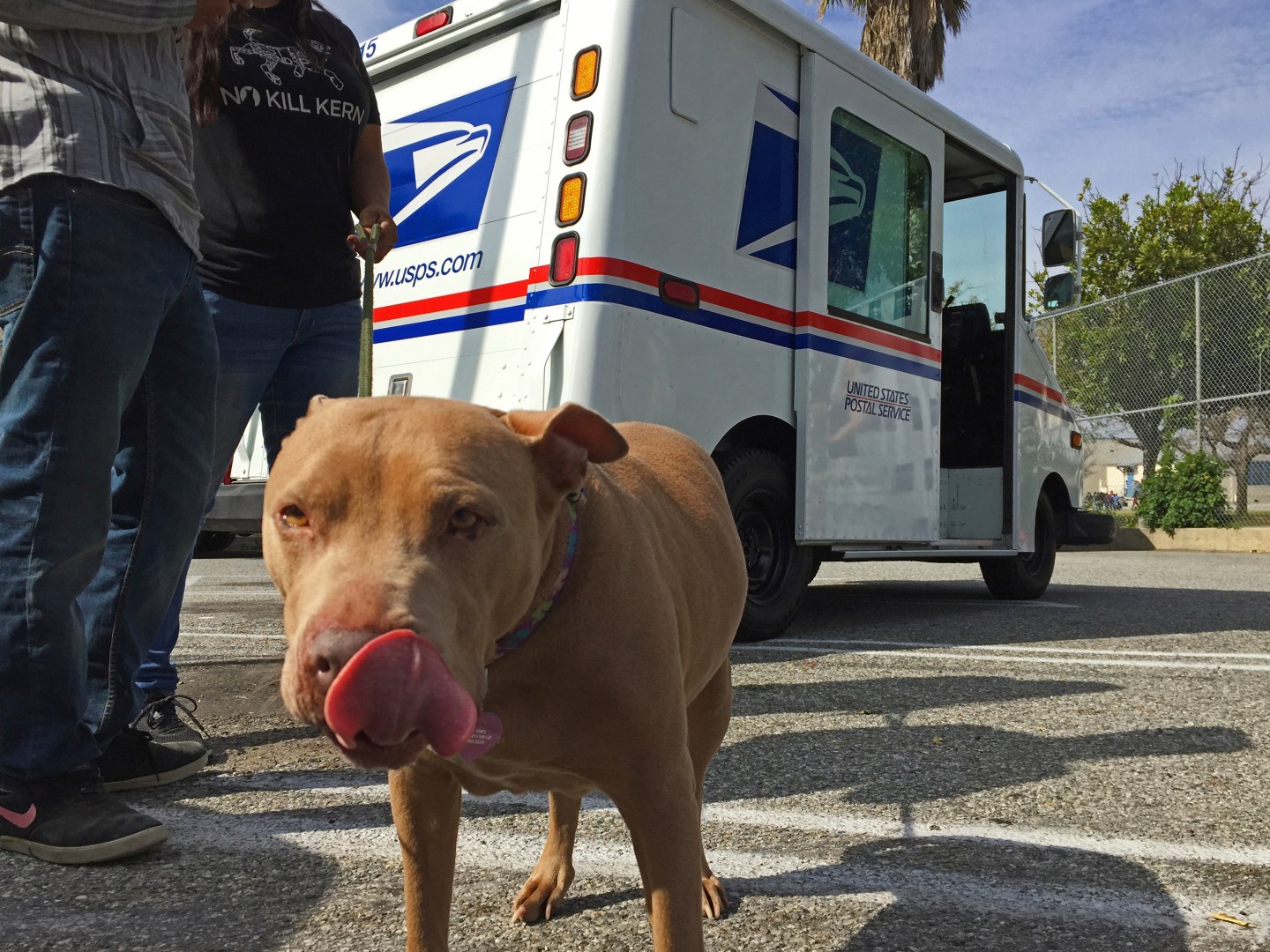A pitbull named "Lucy" participates in the U.S. Postal Service’s "National Dog Bite Prevention Week" awareness event in Los Angeles on April 6.