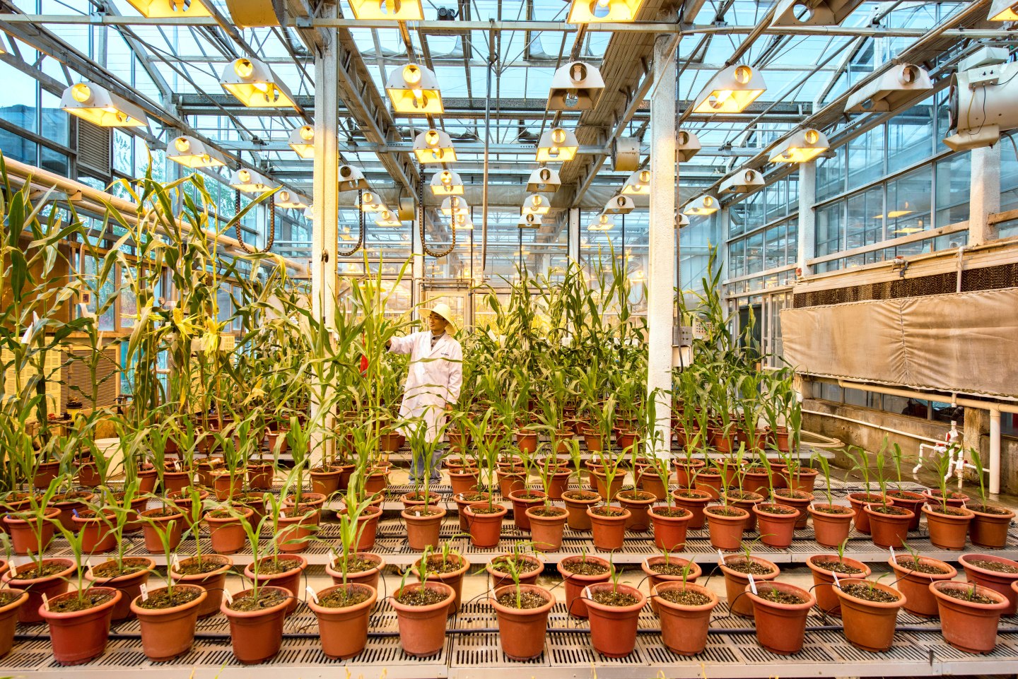 Corn being grown in a greenhouse inside Syngenta’s biotech research center in Beijing, the first such foreign-funded facility in China.