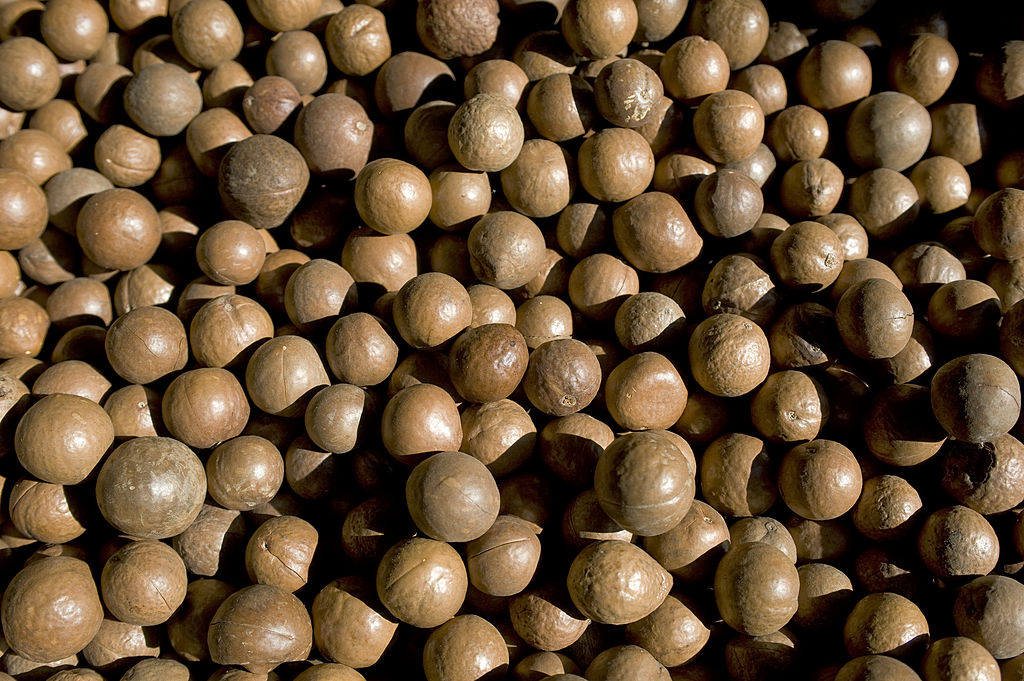 Guatemala, Highlands, Antigua, Finca Valhalla Macademia Nut