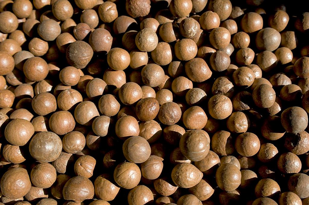 Guatemala, Highlands, Antigua, Finca Valhalla Macademia Nut