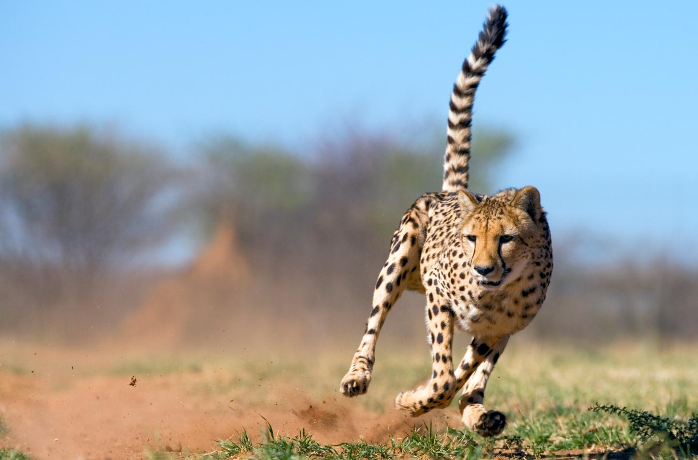 How Acting Like a Cheetah Can Make You More Productive