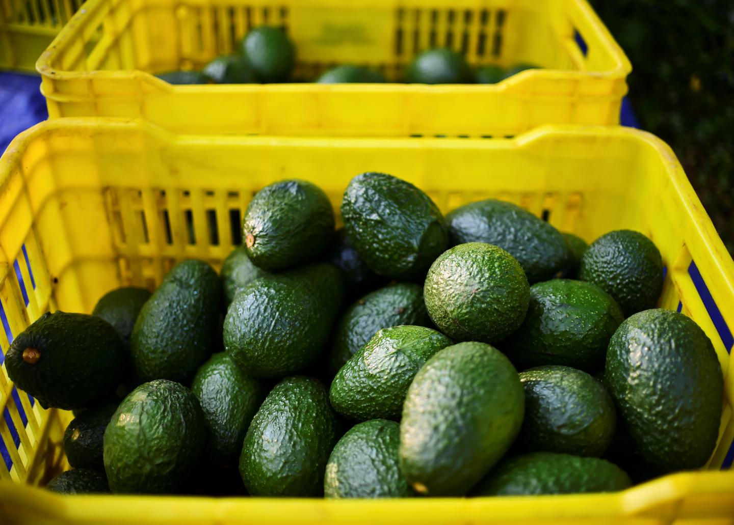 MEXICO-AGRICULTURE-AVOCADOS
