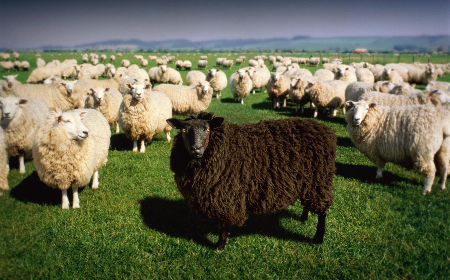Remote Workers Don’t Have to Be Your Team’s Black Sheep