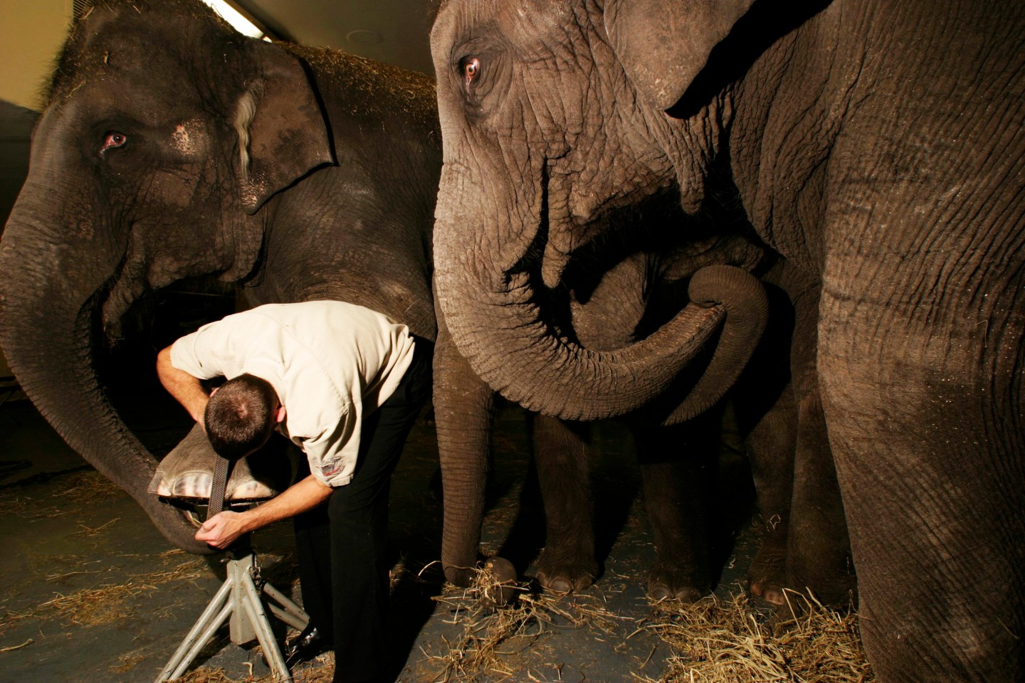 Barnum and Bailey Circus in NYC