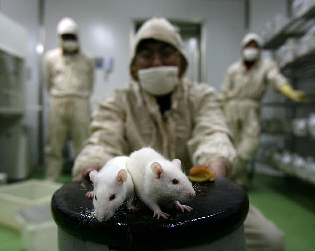 Rats And Mice In A Medical School Laboratory