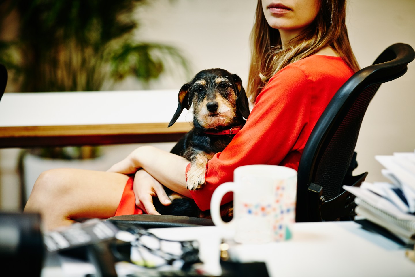 Businesswoman holding dog in lap in office