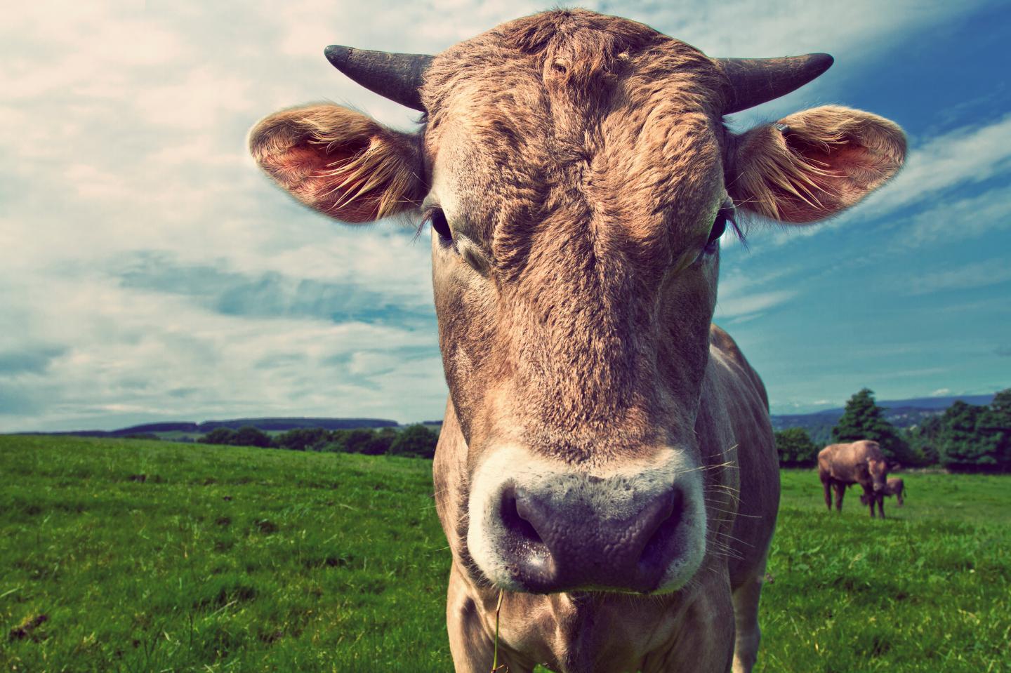 Why You Should Treat Your Employees Like Cattle