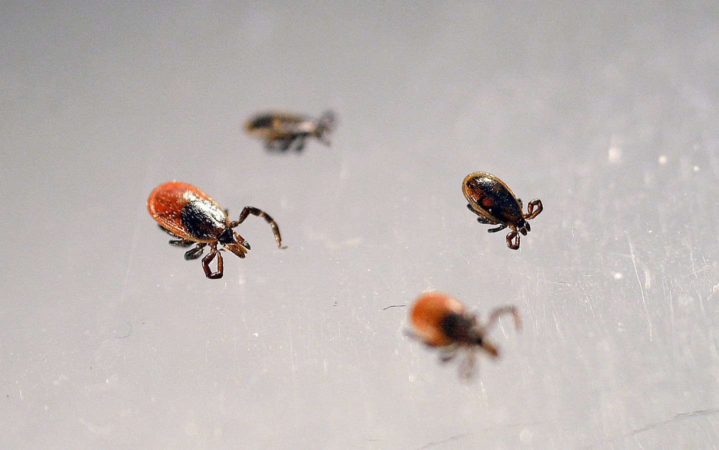 This Tick-Borne Virus Could Be Worse Than Lyme Disease
