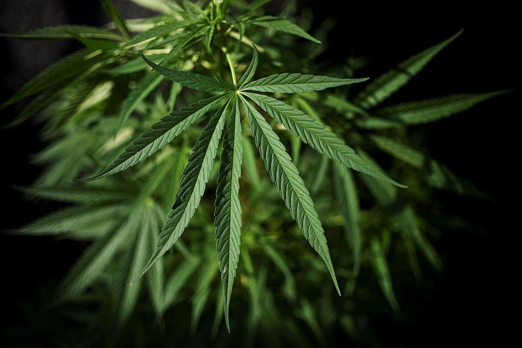 COLOMBIA-MARIJUANA