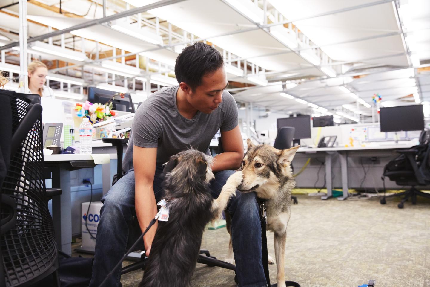 15 Pet-Friendly Companies That Let You Take Your Dog to Work