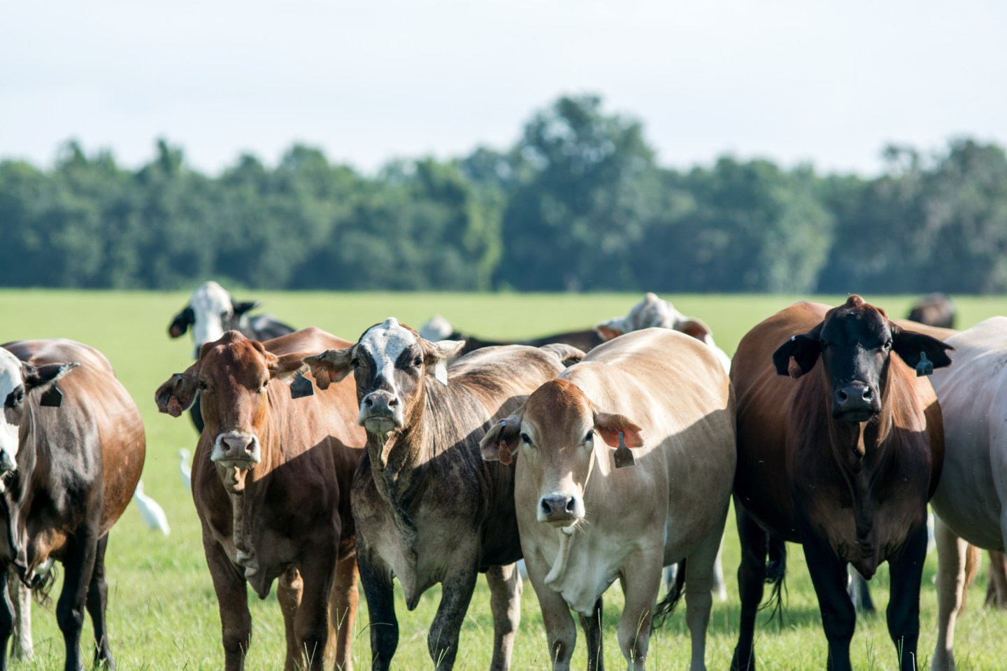 Brahman-cross cows looking at the camera