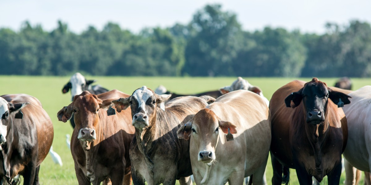 Amazon Wants to Expand Organic Meat Distribution | Fortune